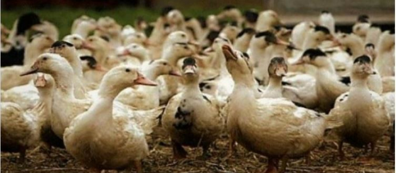 Influenza Aviaire: indemnisation économique