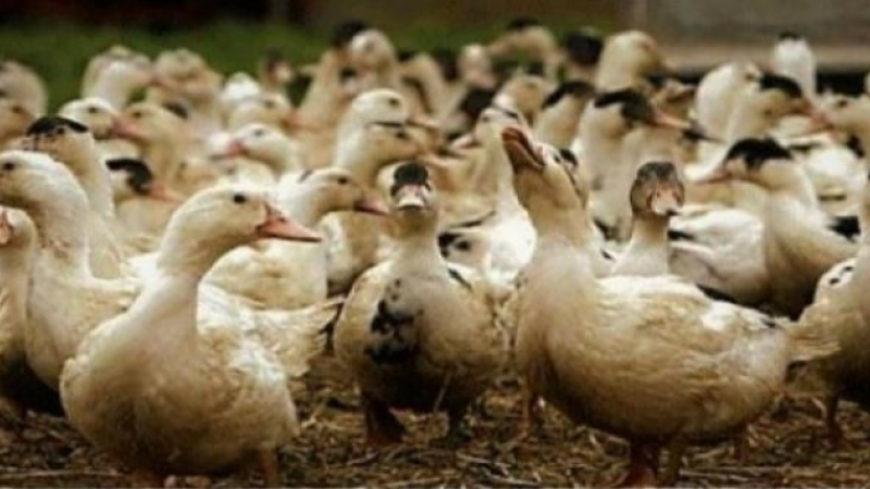 Influenza Aviaire: indemnisation économique