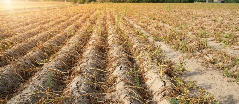 Sécheresse et canicule : pas de semis administratif mais du bon sens !