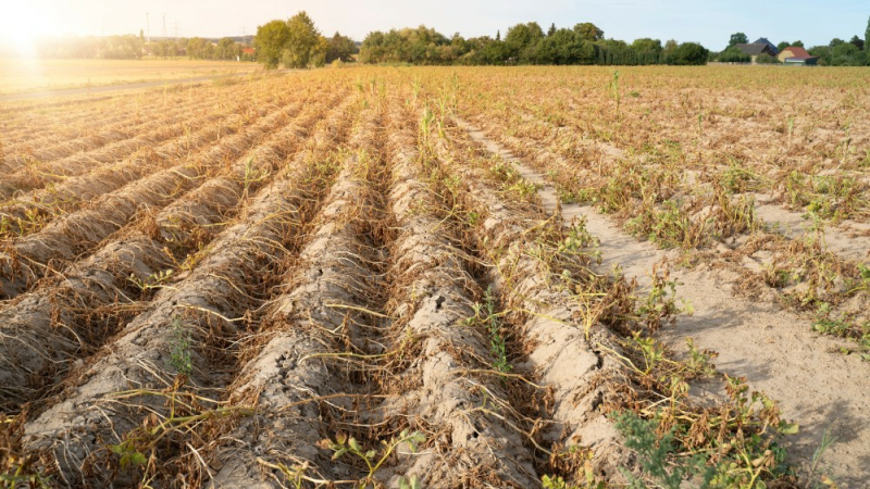 Sécheresse et canicule : pas de semis administratif mais du bon sens !