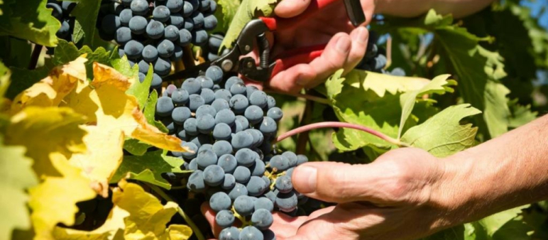 Le temps du ban des vendanges