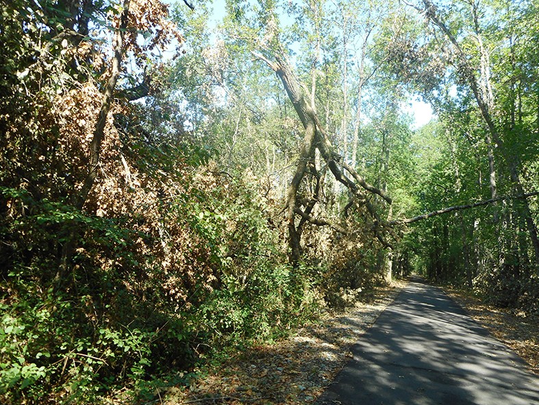 Voie verte de l'Armagnac (002).jpg