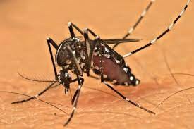 mosquito.jpg