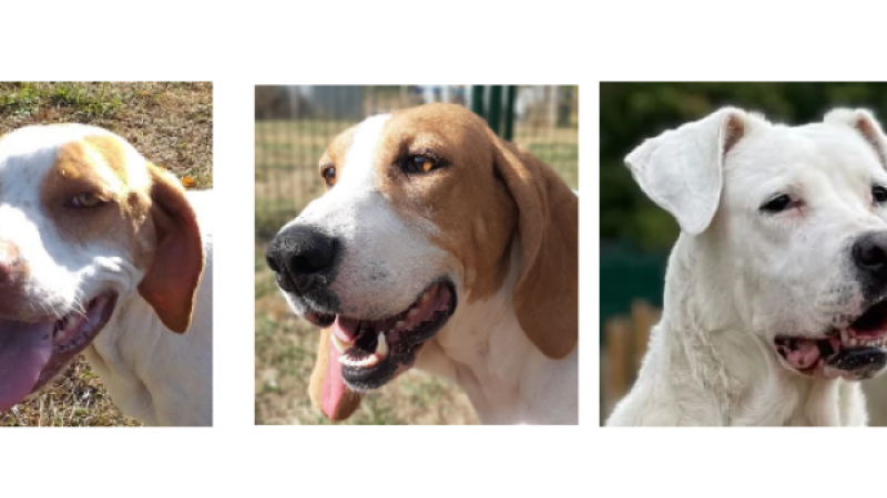 Les trois demoiselles de la semaine !