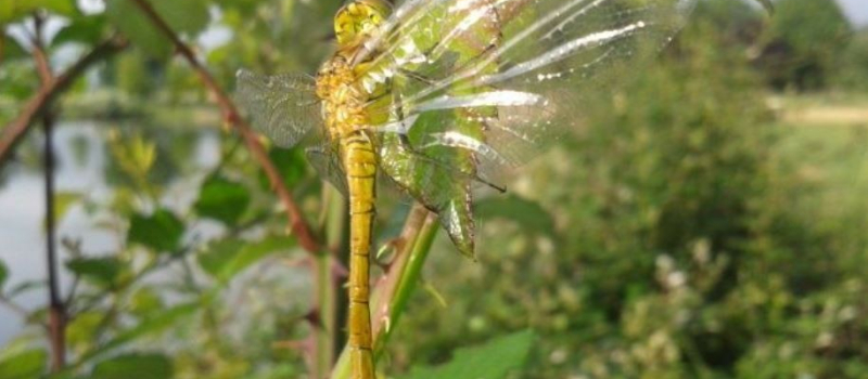 Balade à la découverte des insectes à l’étang du Moura