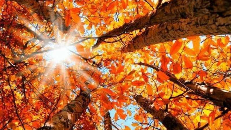 La fête de l'automne, c'est à Bascous dimanche !