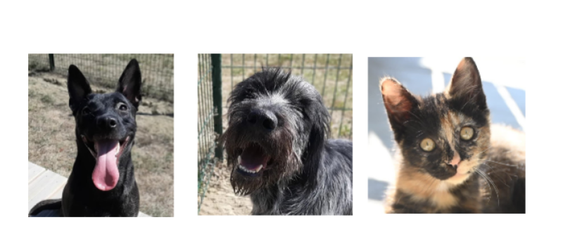 Deux jeunes chiens et une petite minette cette semaine !