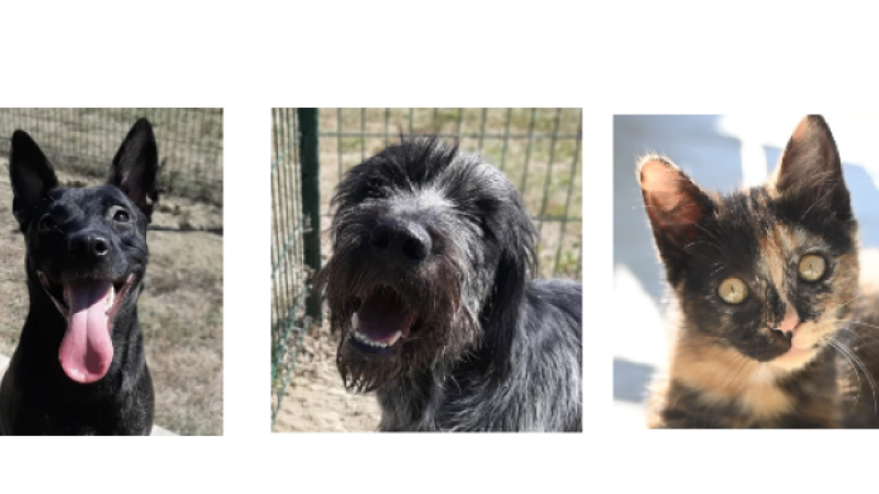 Deux jeunes chiens et une petite minette cette semaine !