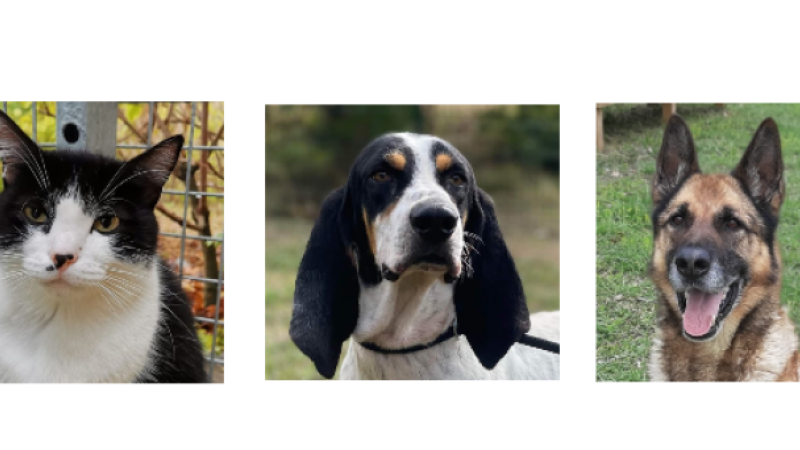 Les stars de la semaine : Cachou, Poki et Jock !