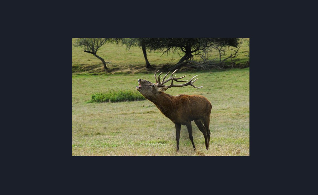 DR 0 brame cerf 1bis.jpg