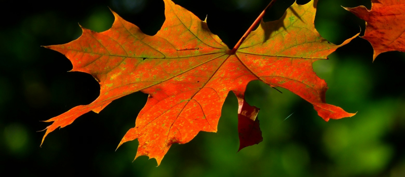 Dimanche 16 octobre, la Ville Fleurance vous propose de fêter l’automne
