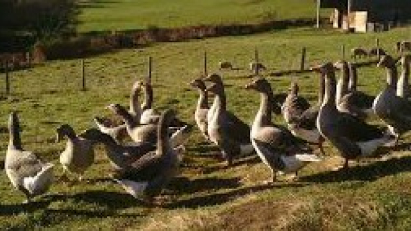 influenza aviaire