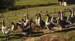 canards elevage 68.jpg