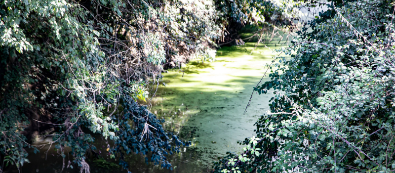 Les lentilles d'eau dans le Midour à Nogaro