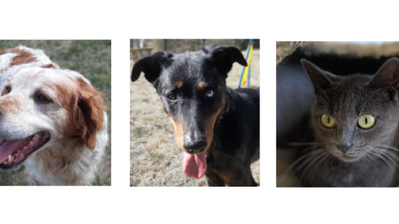 Les nouveaux arrivés : deux beaux chiens et une jolie minette !