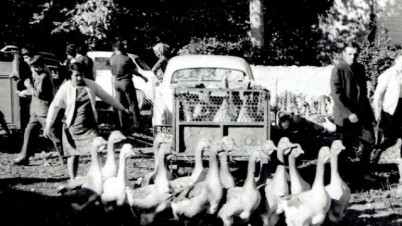 La foire aux oies de Riguepeu, c'est dimanche et les oies sont de retour !