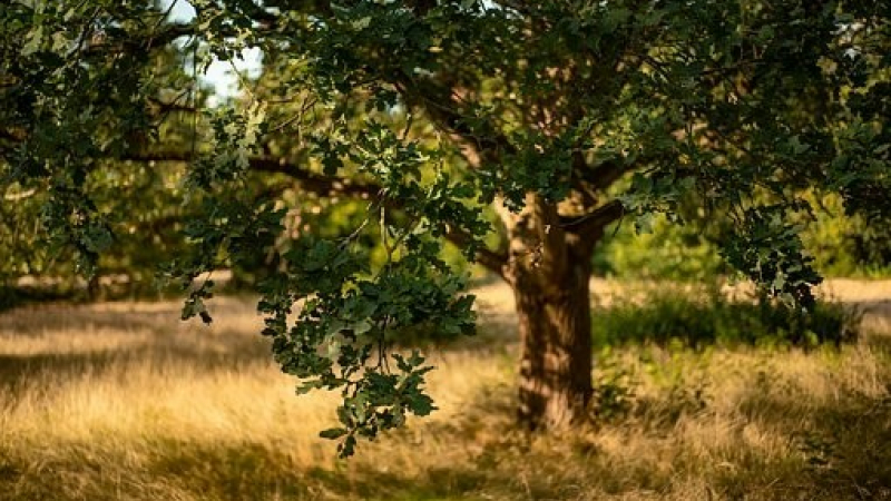 La fête de l'Arbre