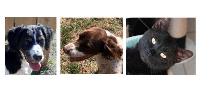 Venez rencontrer Hardy, Lola et Oreo à la SPA!