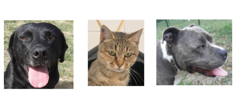 Les stars de la semaine, deux beaux chiens et une gentille minette !