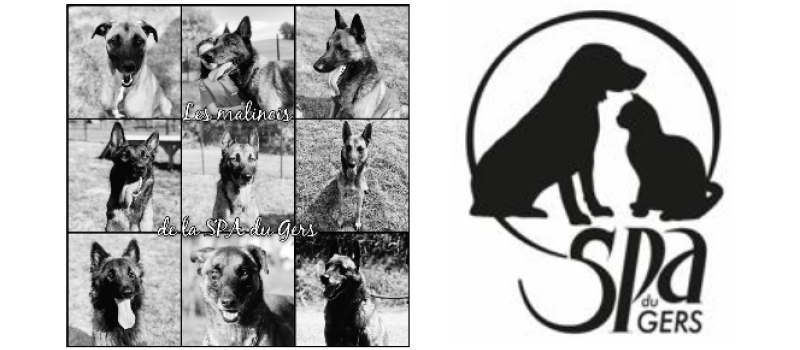 SPA du Gers : focus sur les Malinois, des chiens "à la mode" trop souvent abandonnés