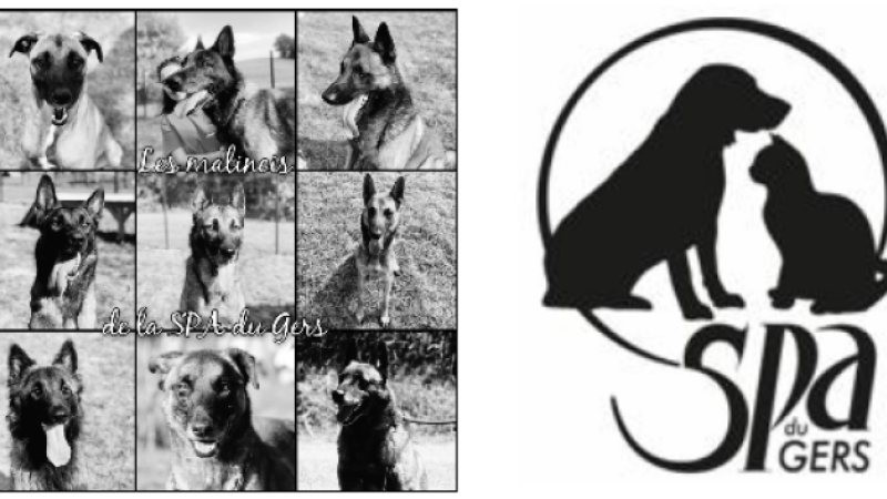 SPA du Gers : focus sur les Malinois, des chiens "à la mode" trop souvent abandonnés