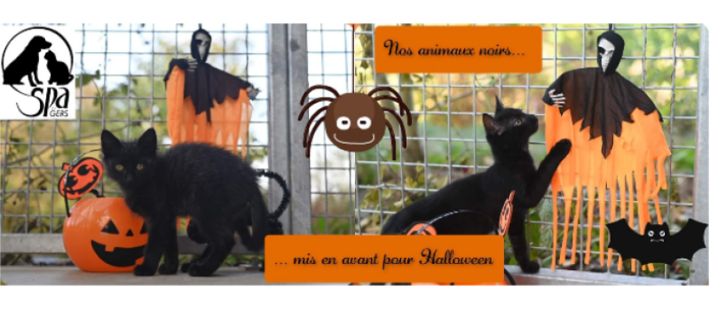 Chats et chiens noirs victimes d'une supersition ancestrale !