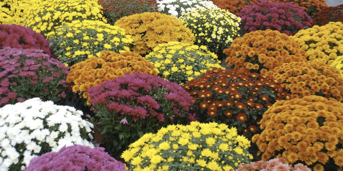 chrysanthemes-1200x600.jpg