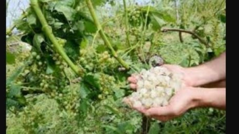 Agriculture: mise en place d’un fonds d’urgence grêle