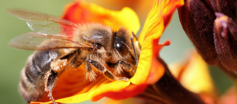 la pollinisation question ? Réponse