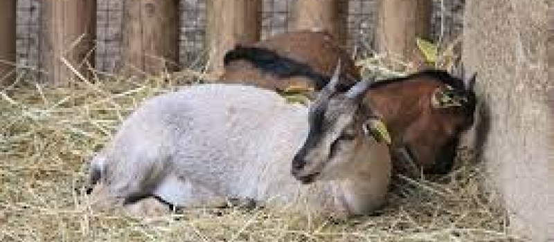 Ciné Débat transmission agricole