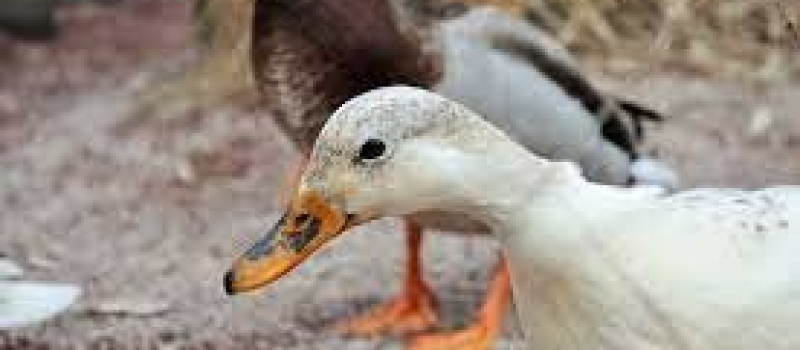 Grippe aviaire, les nouvelles ne sont pas bonnes