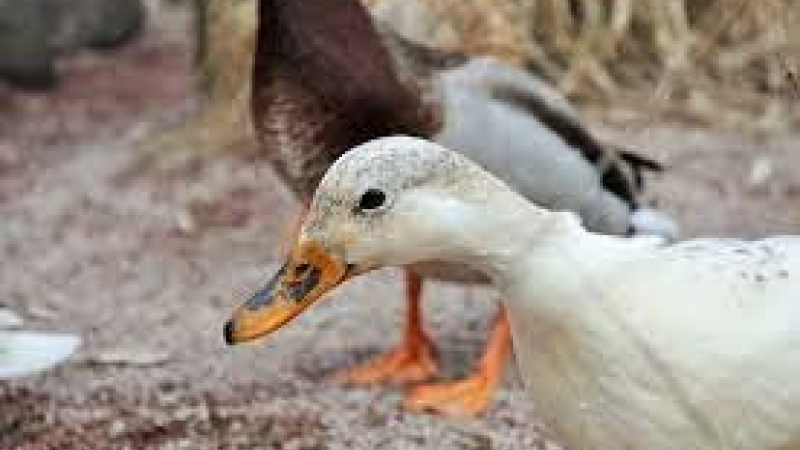 Grippe aviaire, les nouvelles ne sont pas bonnes