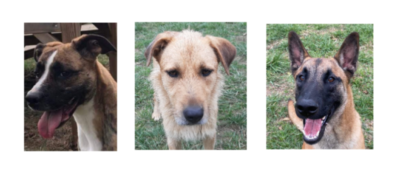 Les tout jeunes nouveaux venus de la SPA : Chanel, Rox et Yoda !