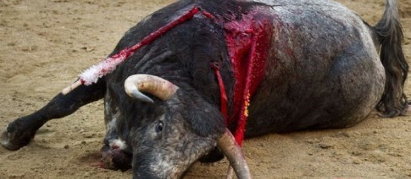 Pourquoi il faut interdire la corrida !
