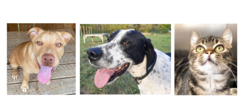 Un chiot, un Pointer et une minette cette semaine !
