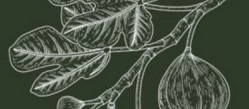Marché aux plantes