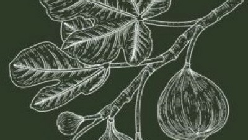 Marché aux plantes
