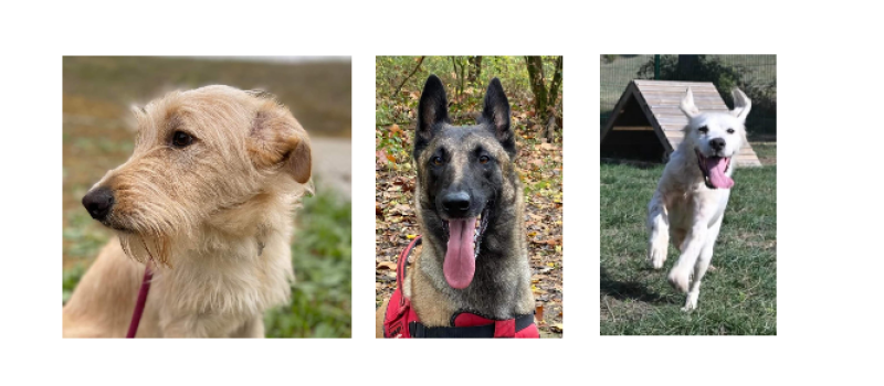 Un tout jeune chien, une Malinoise et un Setter anglais vous attendent à la SPA du Gers