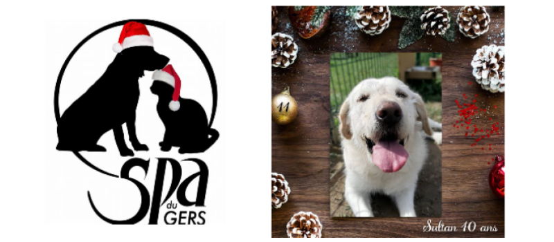 Le beau Sultan, le chien le plus âgé du refuge, cherche un foyer pour Noël !
