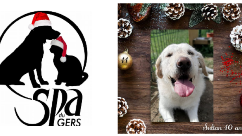 Le beau Sultan, le chien le plus âgé du refuge, cherche un foyer pour Noël !
