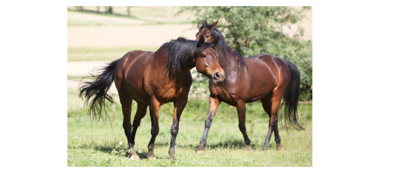 L'equicoaching et l'équithérapie à découvrir à Vic-Fezensac
