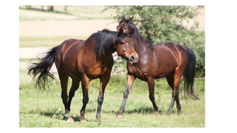 L'equicoaching et l'équithérapie à découvrir à Vic-Fezensac