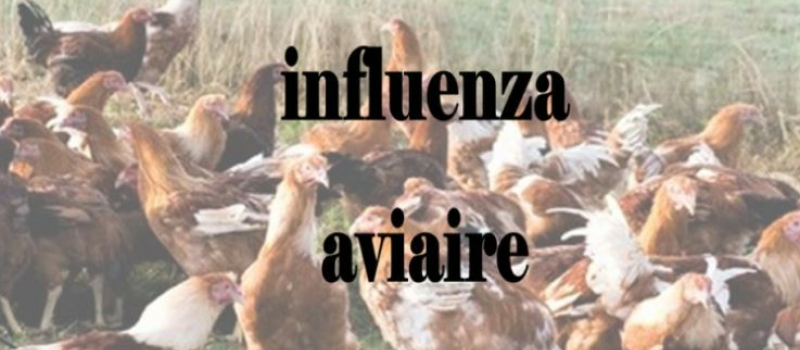 Agriculture, influenza aviaire 2021-2022: indemnisation économique des éleveurs touchés par un vide sanitaire