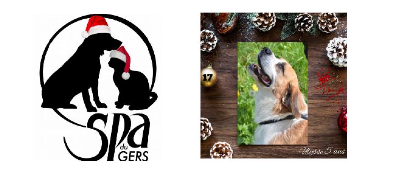 Ulysse le Saint-Bernard voudrait un foyer sans autres animaux pour Noël !