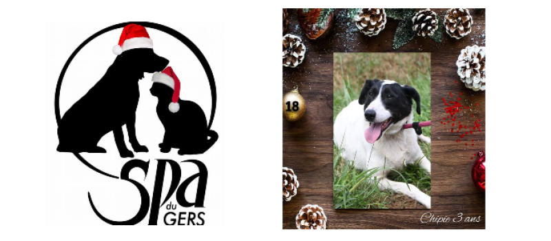A une semaine de Noël, Chipie attend une famille !