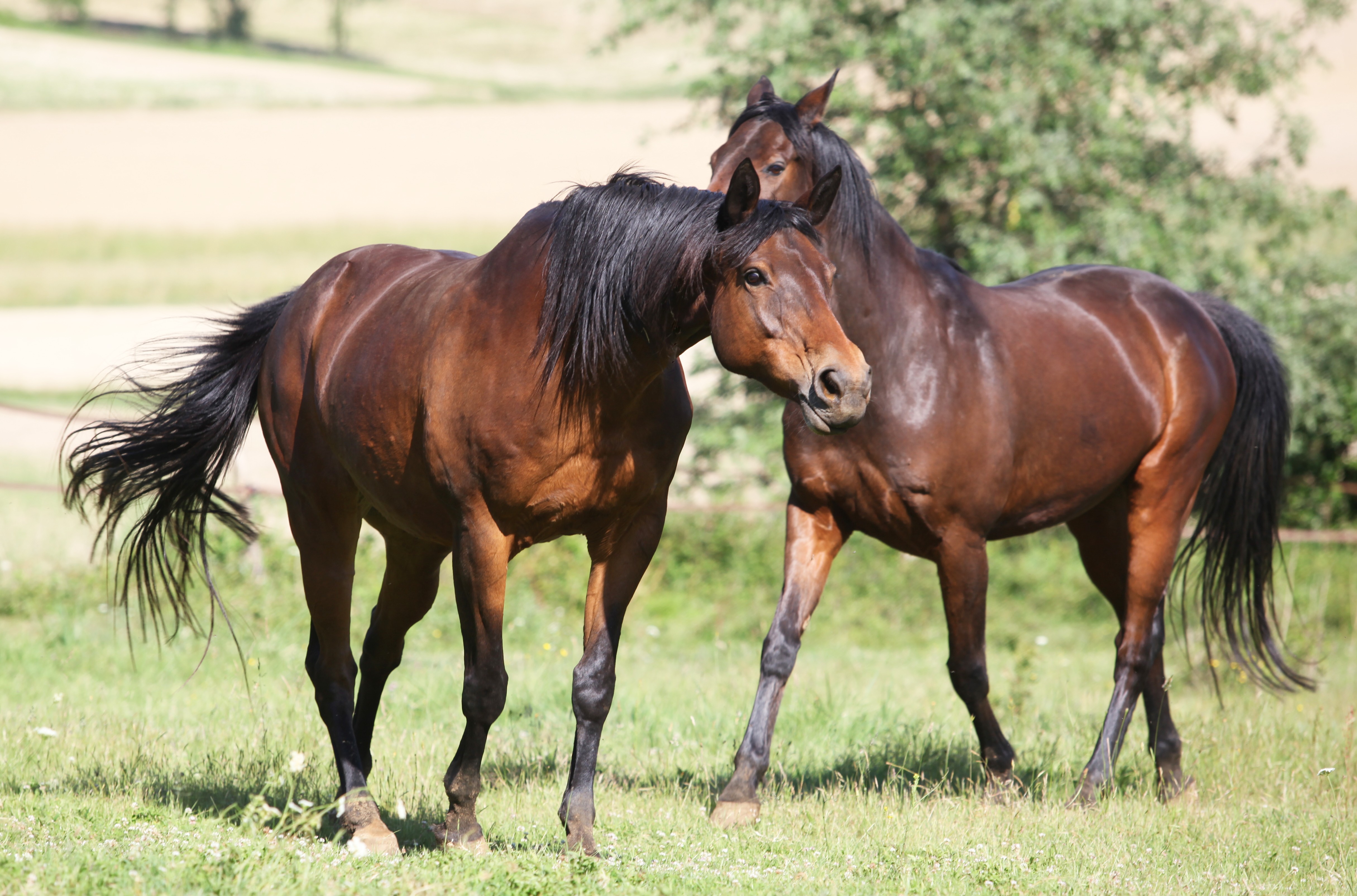 Cheval Isabelle 10.JPG