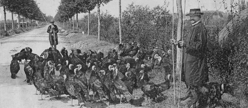 La poulhoio de nadau ou la dinde de Noël