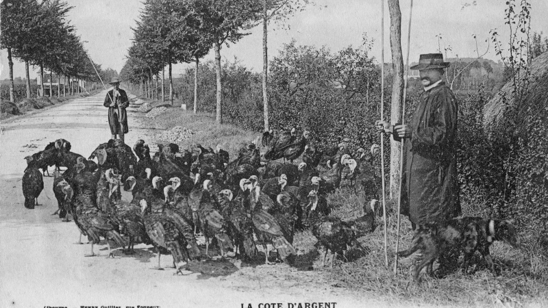 La poulhoio de nadau ou la dinde de Noël