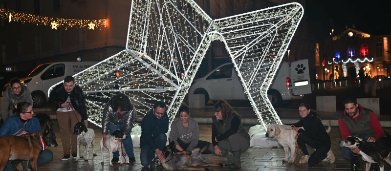 Sortie de Noël pour la SPA sur le parvis illuminé de la cathédrale sous les flashs du club photo ISO-Auch !