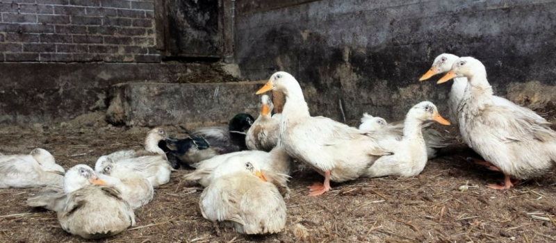Grippe aviaire : Le Gers touché directement